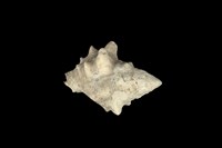 藏品(大岩螺)的圖片